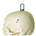 SOMSO Artificial Human Skeleton