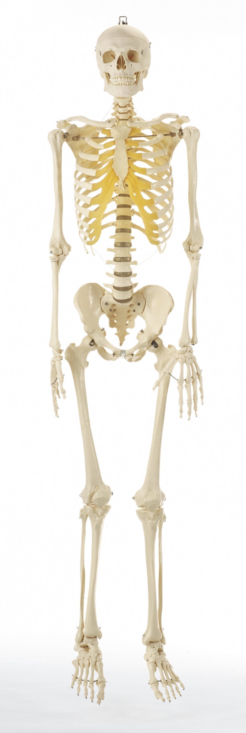 SOMSO Artificial Human Skeleton