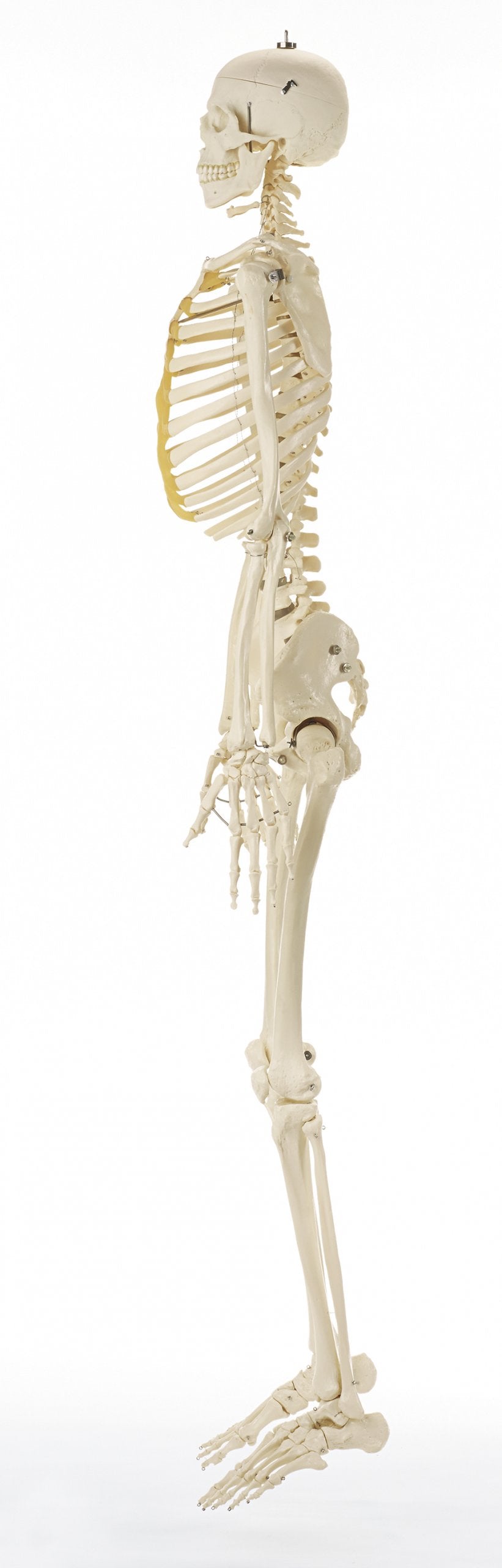 SOMSO Artificial Human Skeleton
