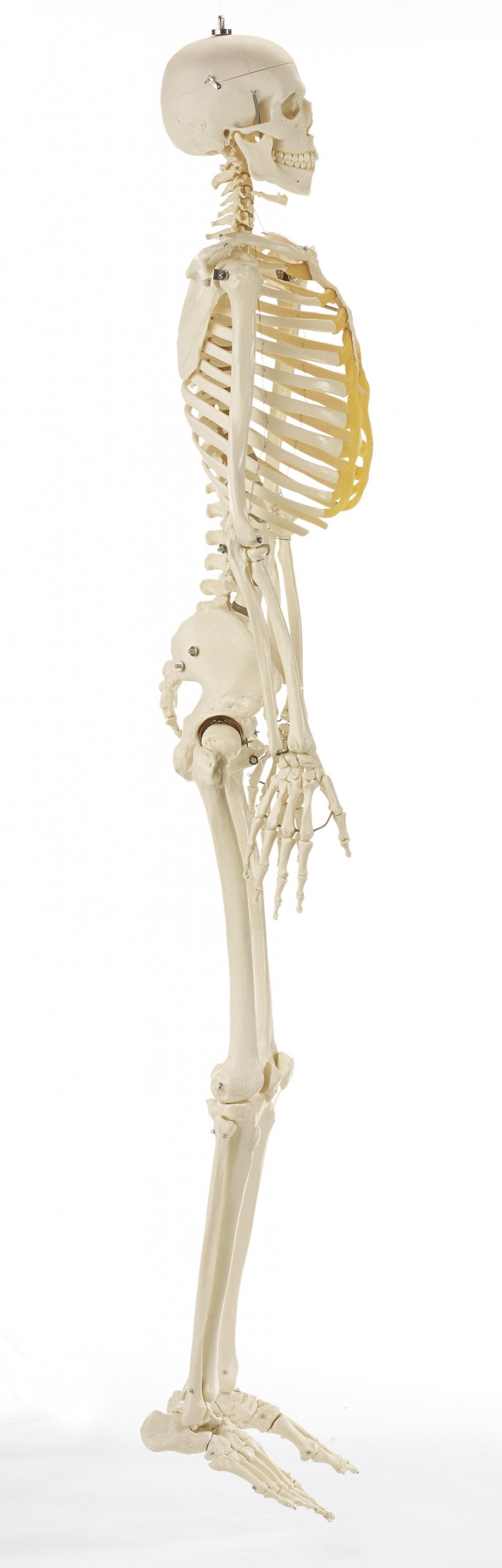 SOMSO Artificial Human Skeleton