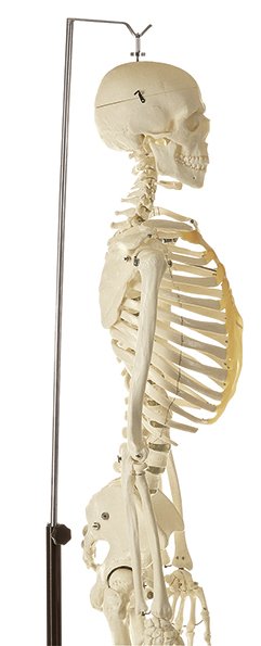 SOMSO Artificial Human Skeleton