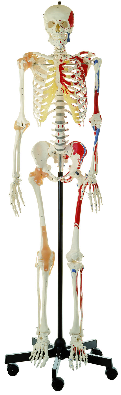 SOMSO Artificial Human Skeleton, Male
