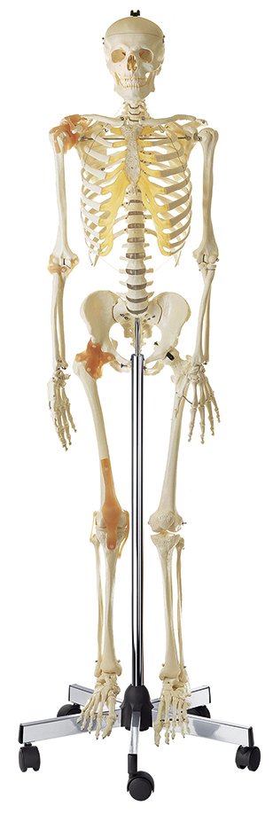 SOMSO Artificial Human Skeleton