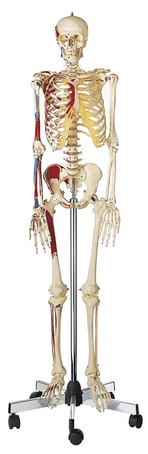 SOMSO Artificial Human Skeleton