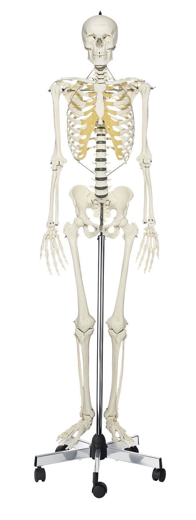 SOMSO Artificial Human Skeleton