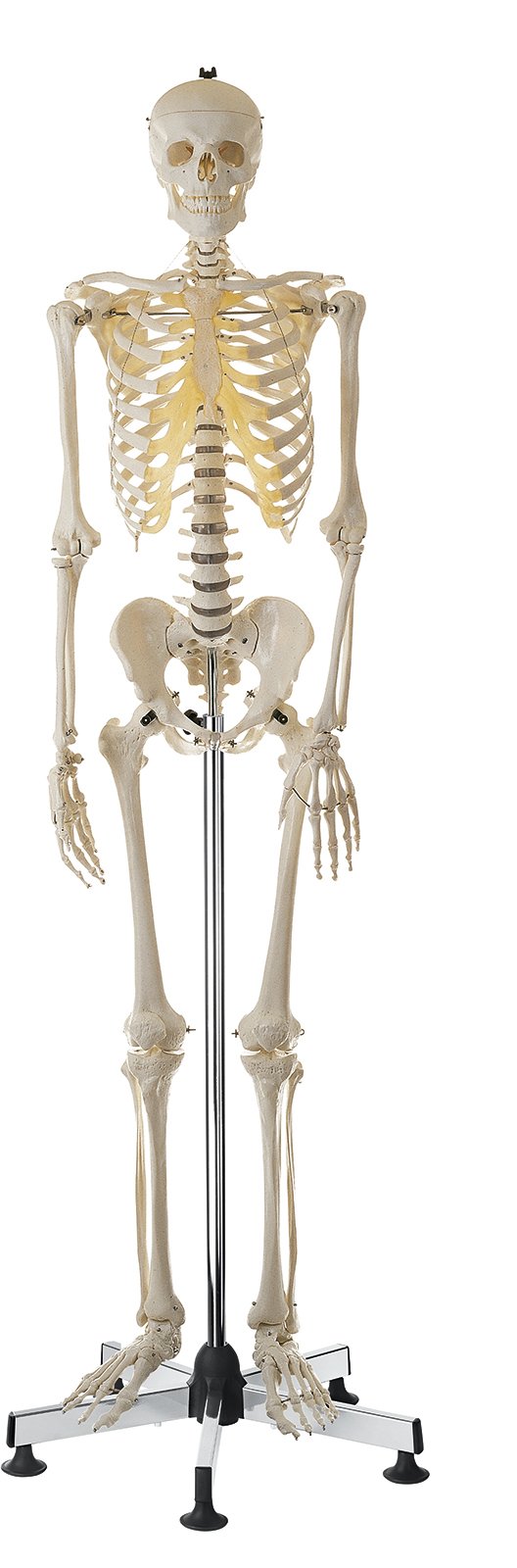SOMSO Artificial Human Skeleton