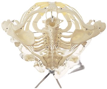 SOMSO Artificial Human Skeleton