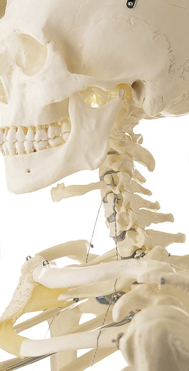 SOMSO Artificial Human Skeleton