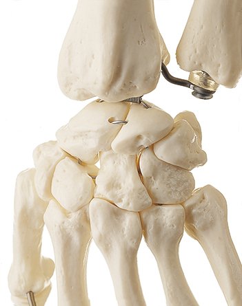 SOMSO Artificial Human Skeleton