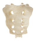 SOMSO Sacrum, male