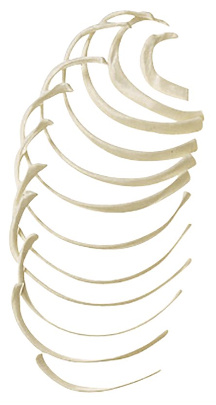 SOMSO Rib Alternatively 1. - 12. rib.