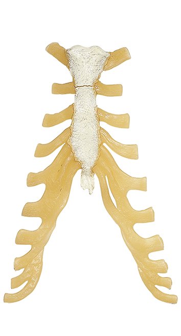 SOMSO Sternum
