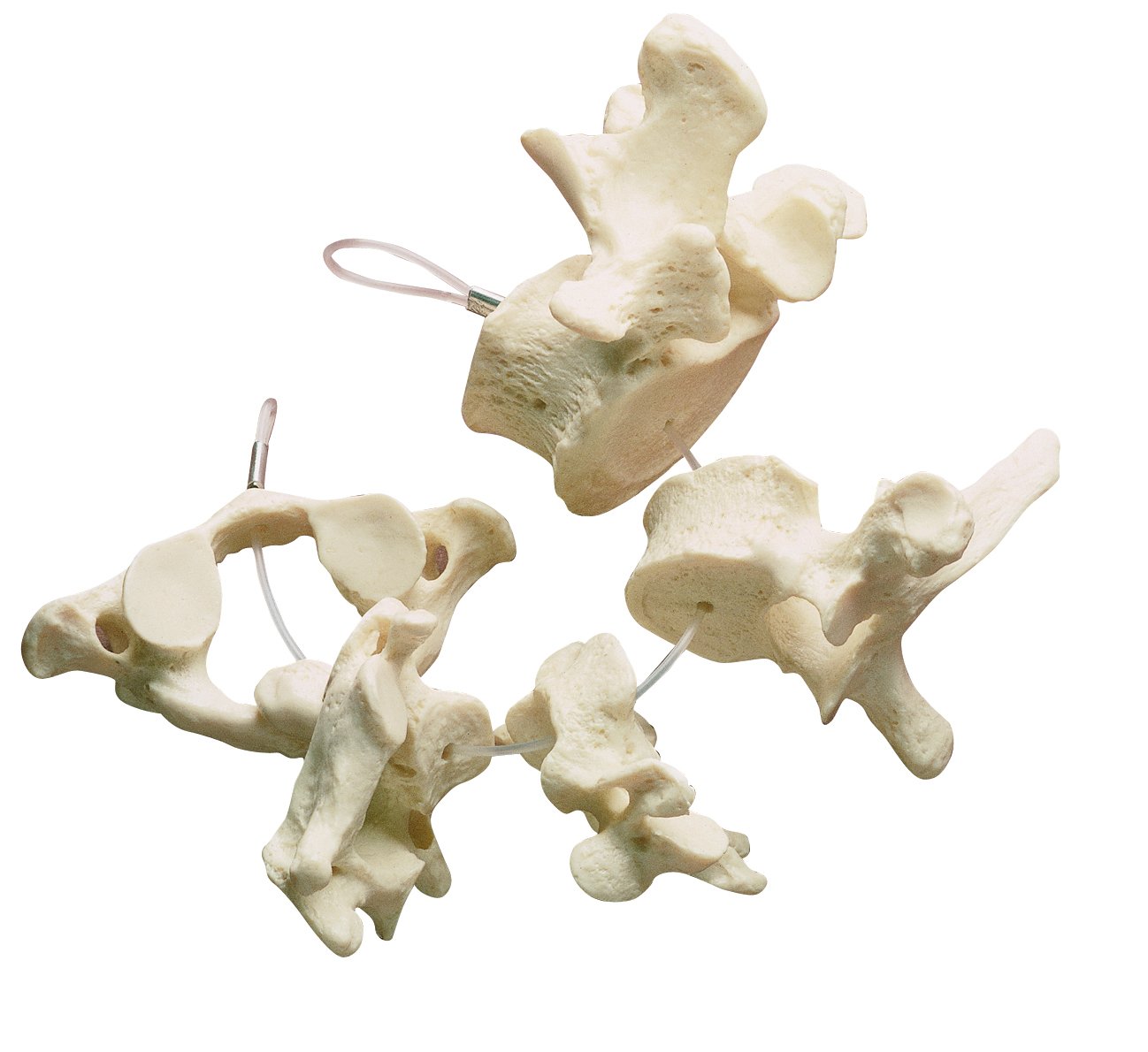 SOMSO Collection of Vertebrae