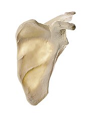 SOMSO Scapula