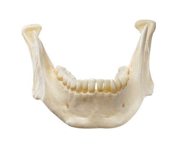 SOMSO Mandible