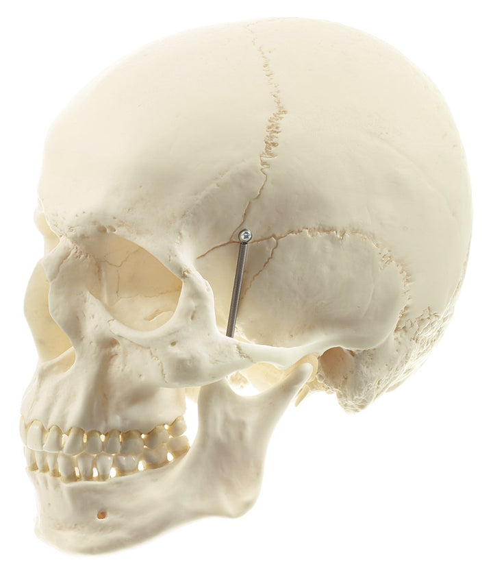 SOMSO Artificial Human Skull