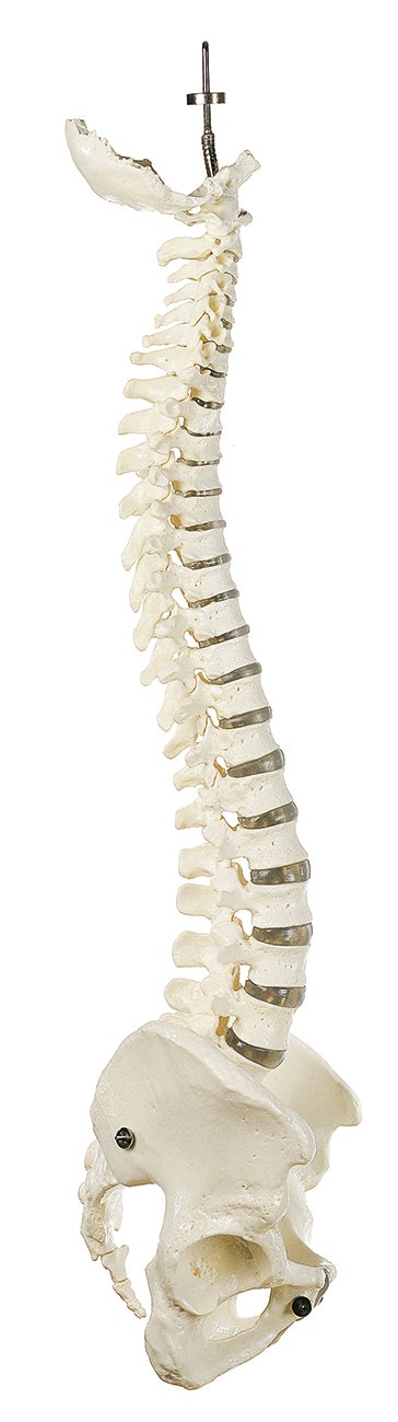 SOMSO Vertebral Column with Pelvis