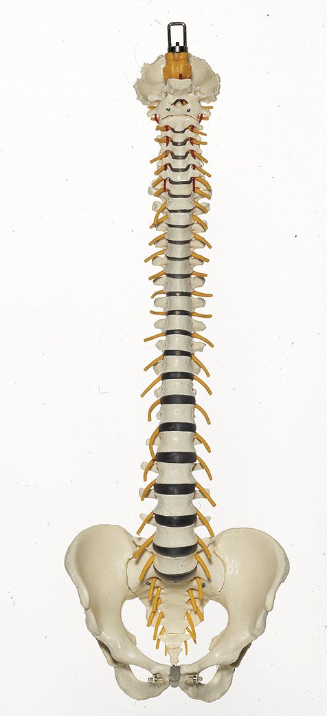 SOMSO Vertebral Column with Pelvis