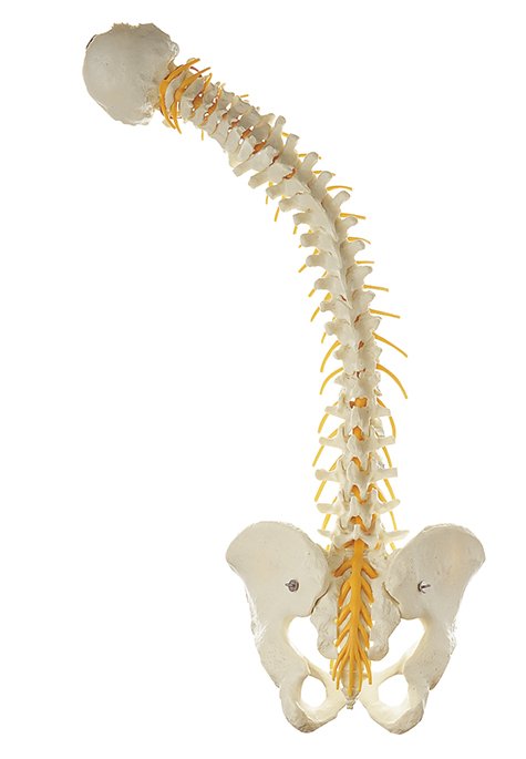 SOMSO Vertebral Column with Pelvis