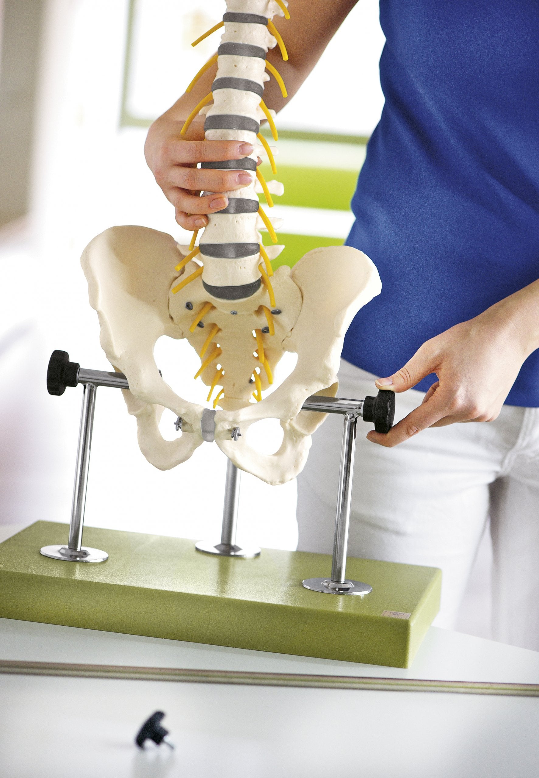 SOMSO Vertebral Column with Pelvis