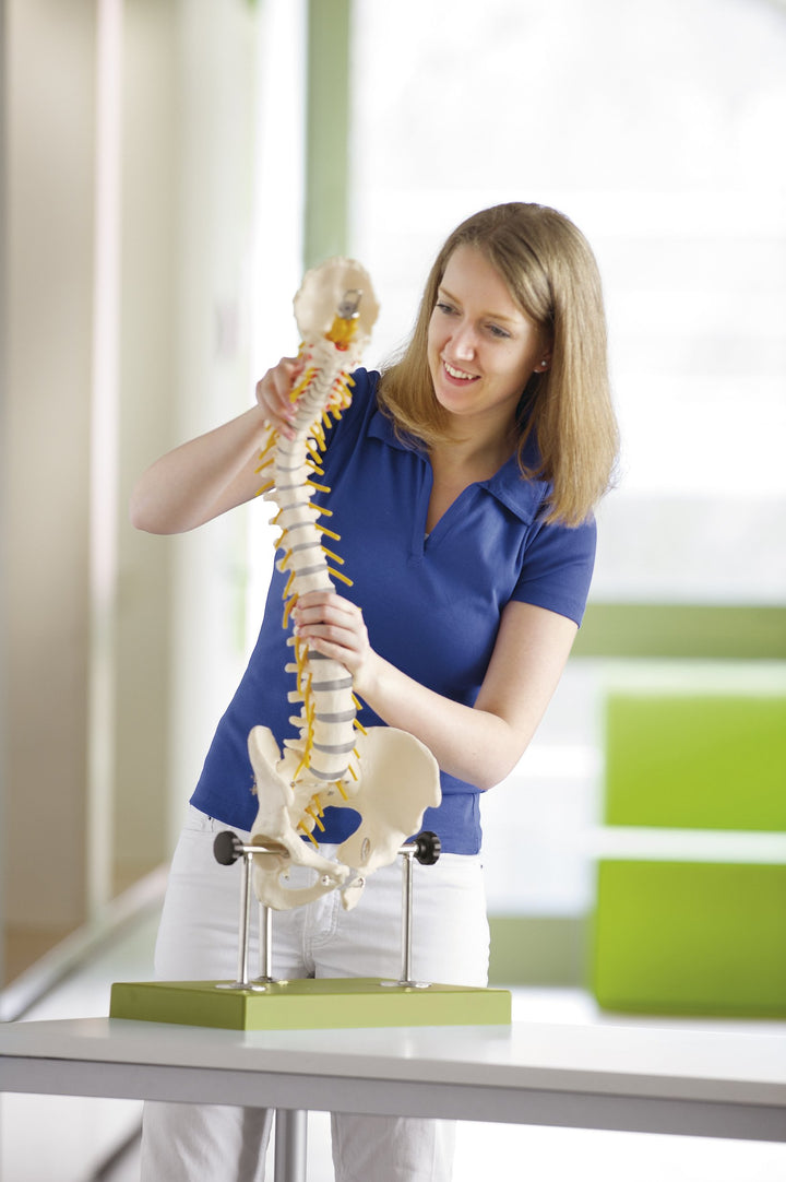 SOMSO Vertebral Column with Pelvis