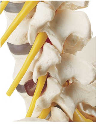 SOMSO Vertebral Column with Pelvis