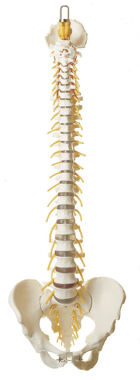 SOMSO Vertebral Column with Pelvis