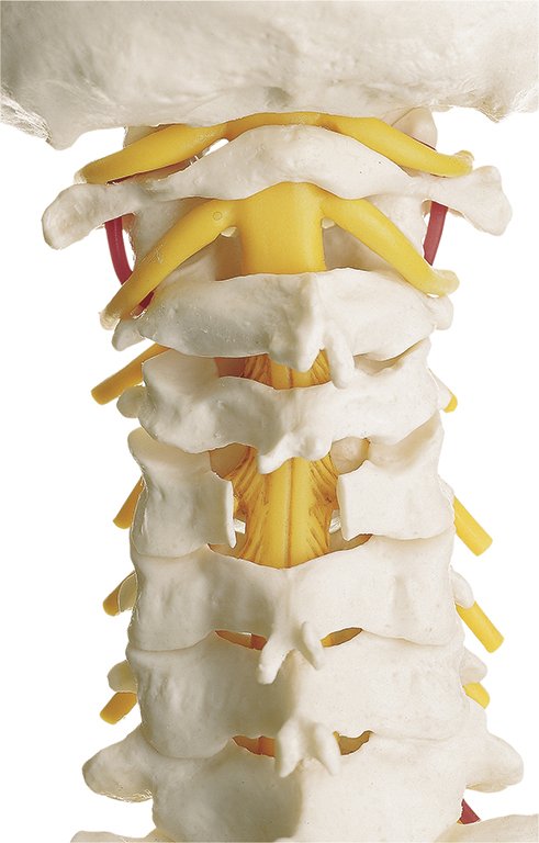 SOMSO Vertebral Column with Pelvis