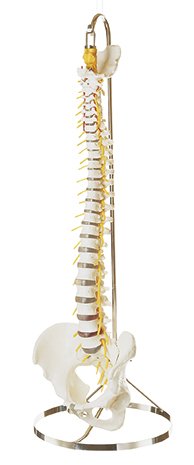 SOMSO Vertebral Column with Pelvis