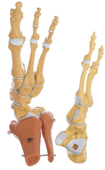 SOMSO Skeleton of the Foot, Right (Rigid)