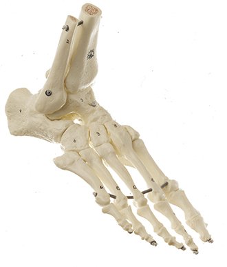 SOMSO Skeleton of the Foot (Flexible Mounting)