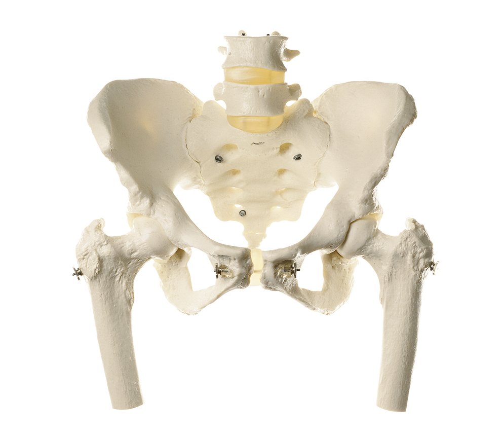 SOMSO Skeleton of Female Pelvis