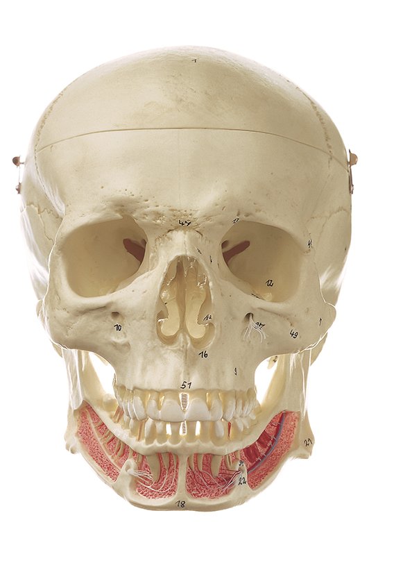 SOMSO Artificial Human Skull