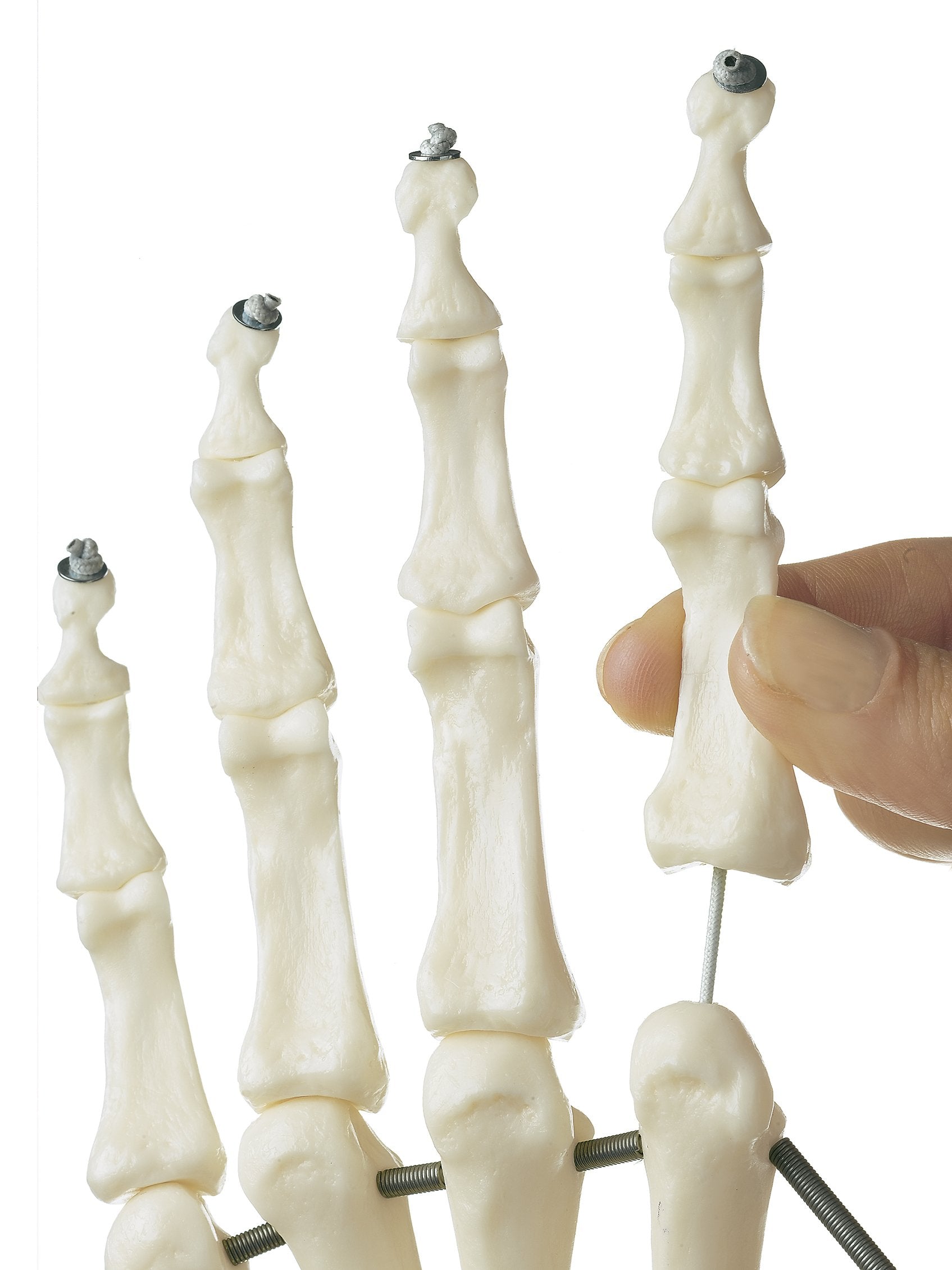 SOMSO Hand Skeleton with Forearm Connection (Flexible Mounting)