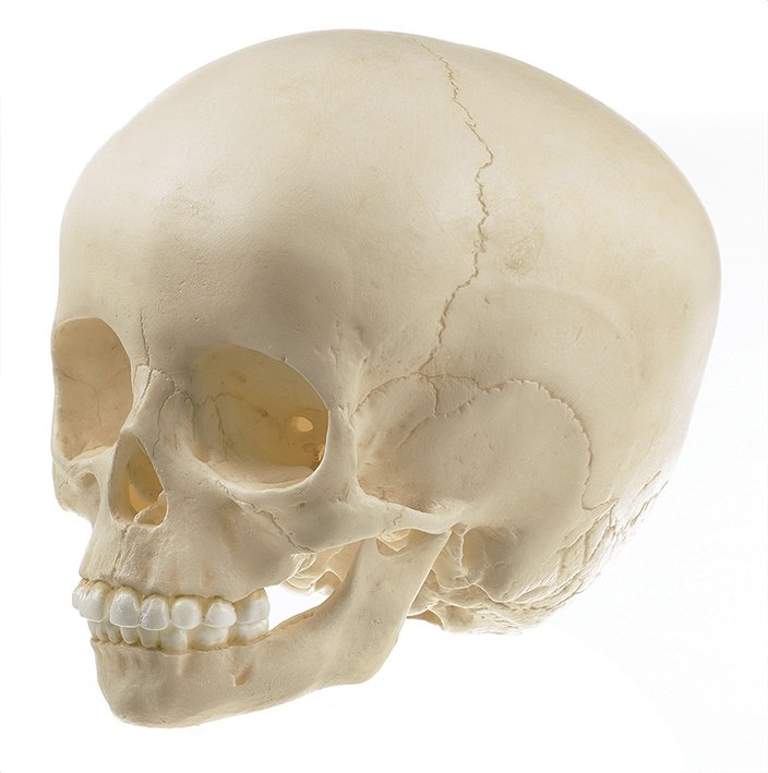SOMSO Artificial Skull of Child