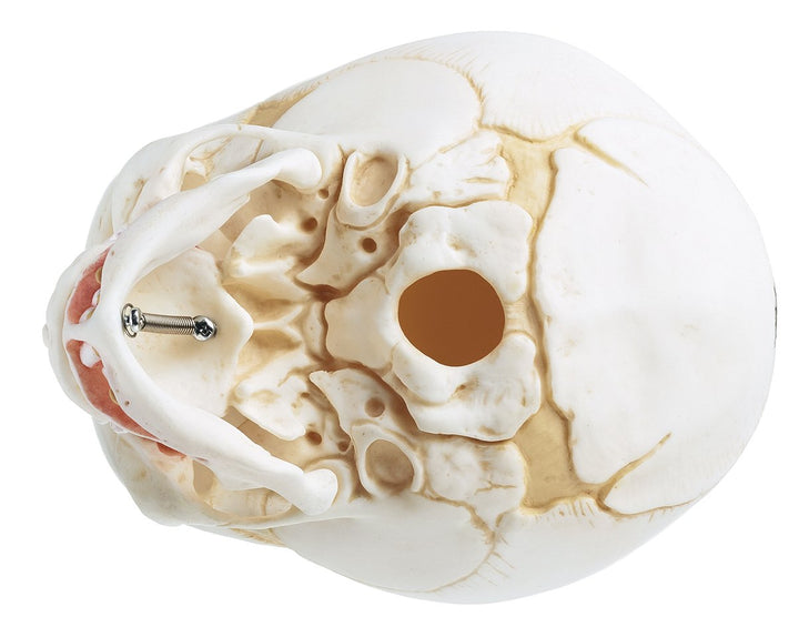 SOMSO Artificial Skull of a Newborn