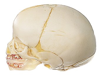 SOMSO Artificial Skull of a Newborn