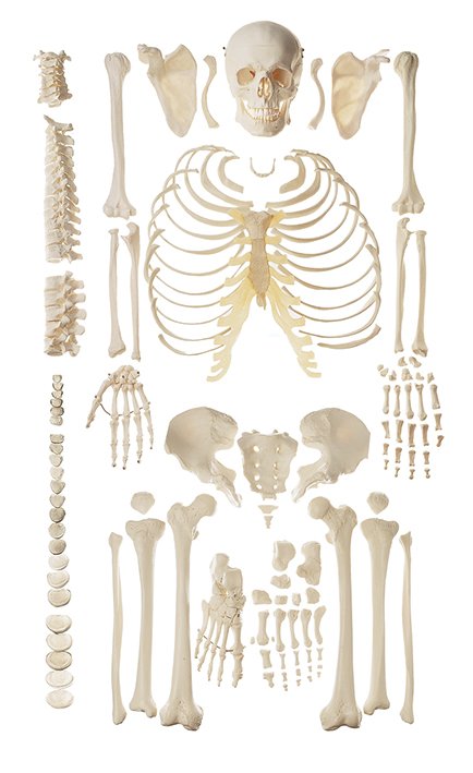 Somso Unmounted Human Skeleton (Female) Cardboard Box QS 40/4