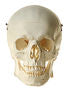 SOMSO Artificial Human Skull, Male