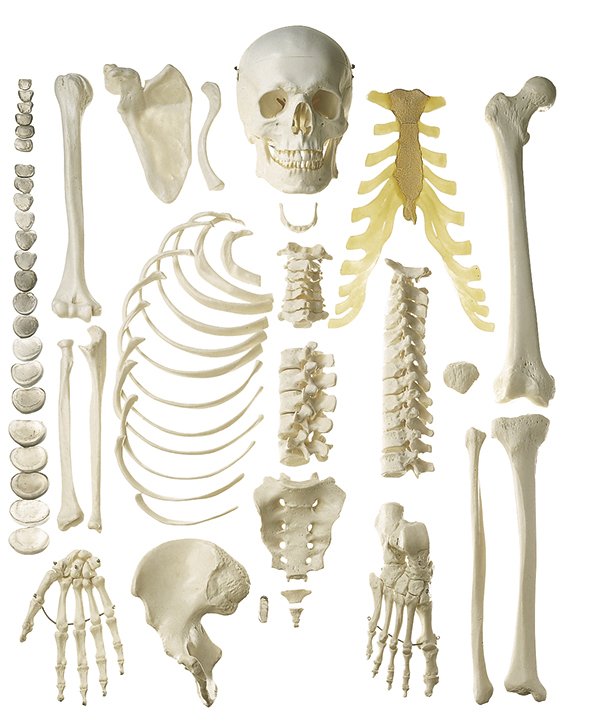 Somso Unmounted Human Half-Skeleton, female QS 41/4