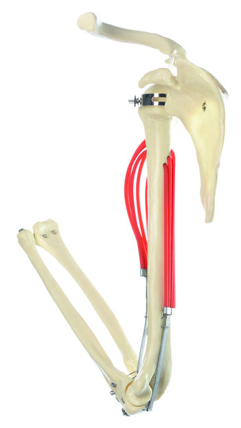 SOMSO Movement of Muscles in the Upper Arm