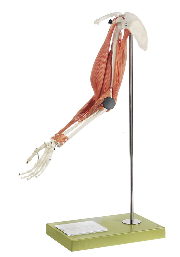 SOMSO Movement of Muscles in the Upper Arm and Forearm