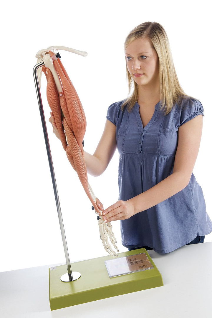 SOMSO Movement of Muscles in the Upper Arm and Forearm