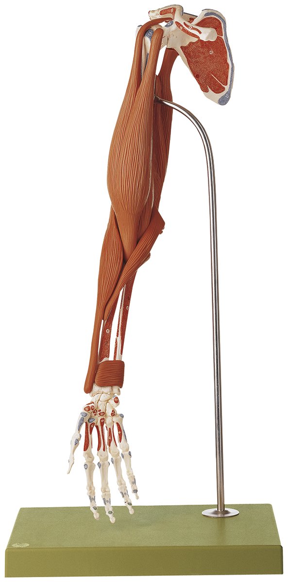 SOMSO Demonstration Model of the Arm Muscles