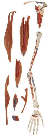 SOMSO Demonstration Model of the Arm Muscles