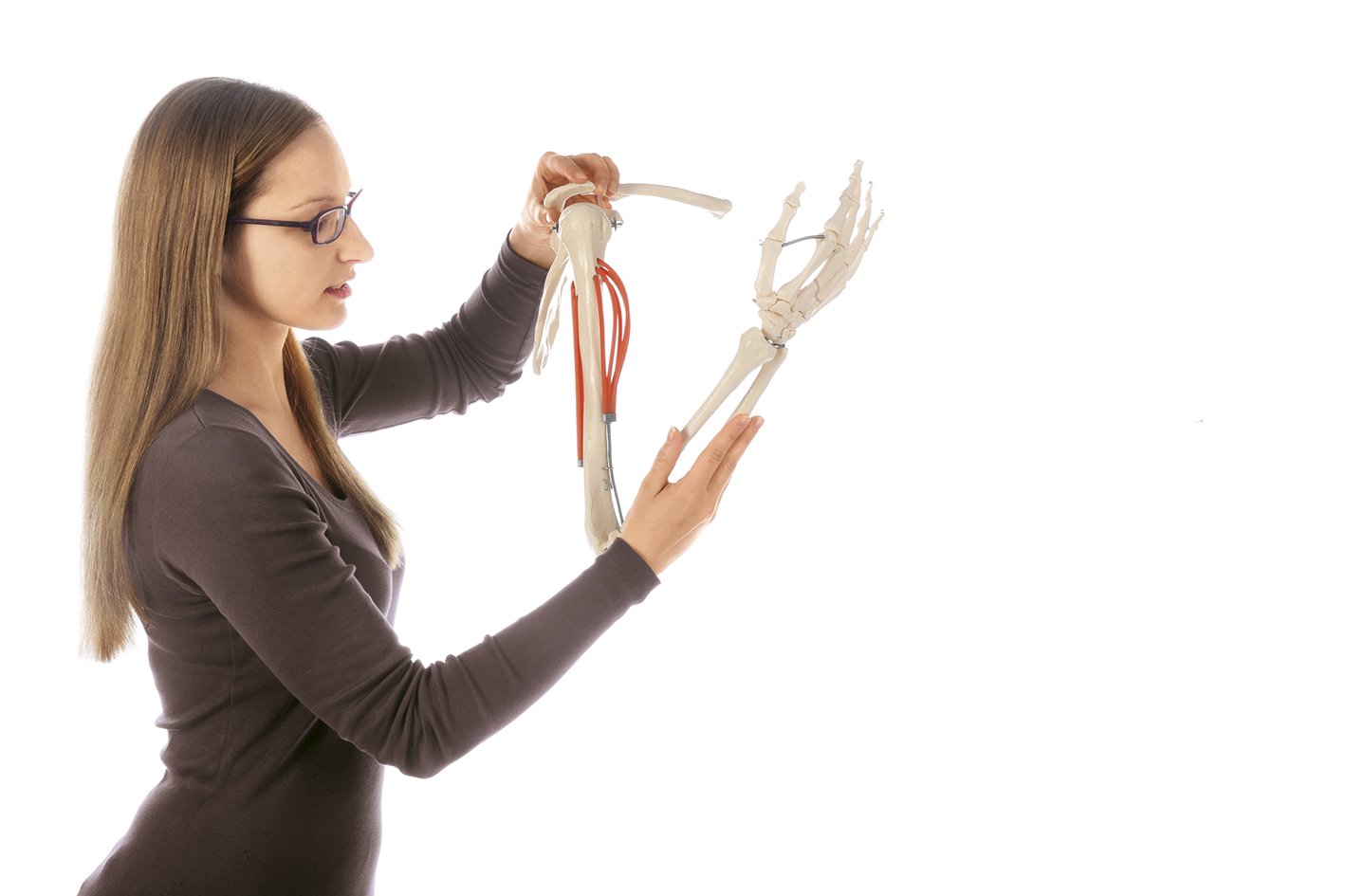 SOMSO Movements of Muscles in the Upper Arm