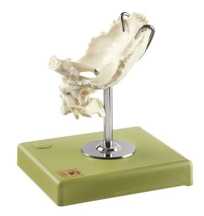 SOMSO Artificial Bone Models