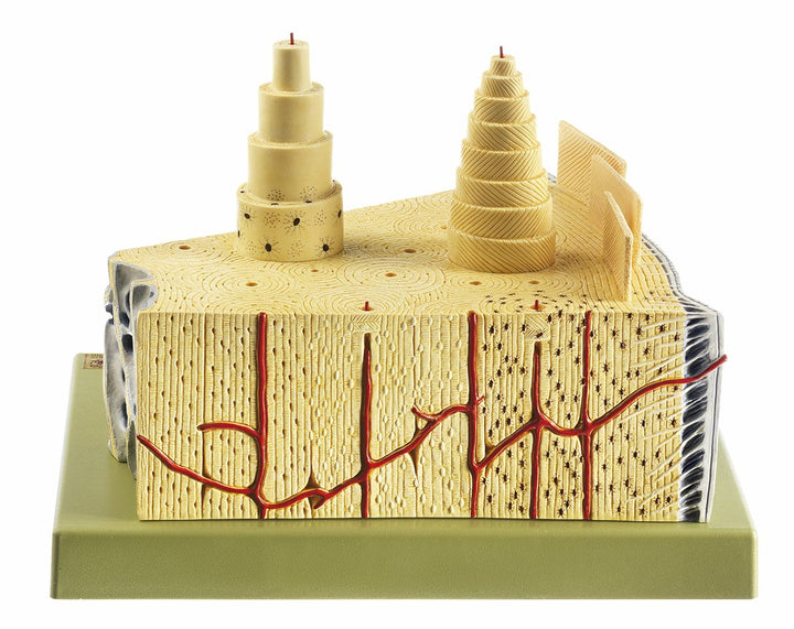 SOMSO Construction of Bone