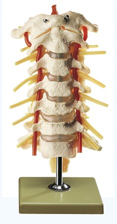 SOMSO Cervical Vertebral Column