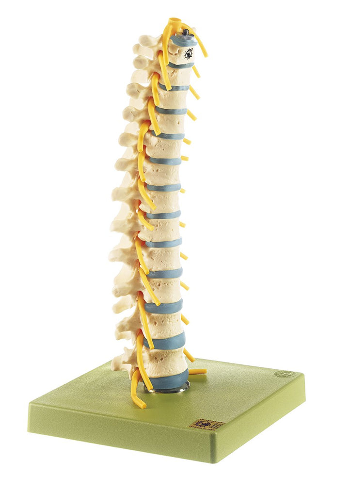 SOMSO Thoracic Vertebral Column
